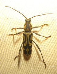 Chlorophorus annularis