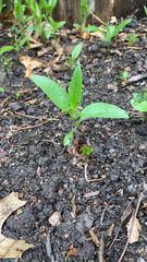 Helianthus tuberosus
