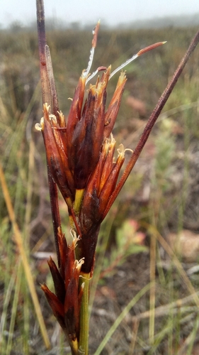 Image of Bignut Veldrush (Schoenus megacarpus) by (c) kevin koen, some rights reserved (CC BY-SA)