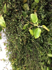 Muehlenbeckia complexa