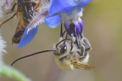 Eucera nigrescens