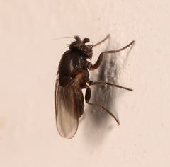 Trachyopella leucoptera