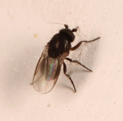 Trachyopella leucoptera