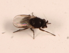 Trachyopella leucoptera