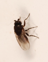 Trachyopella leucoptera