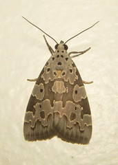 Sommeria culta