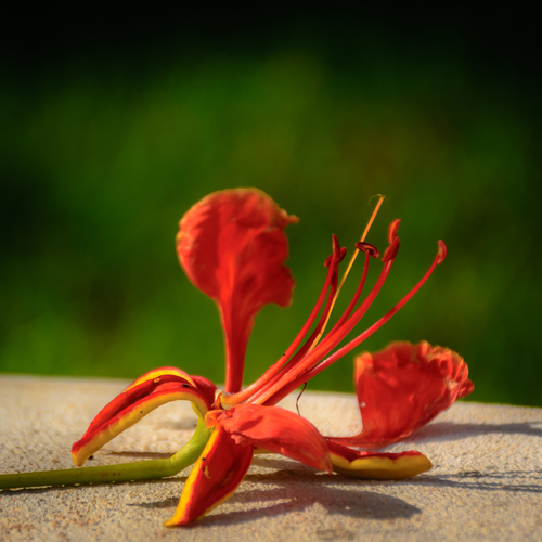 Delonix regia
