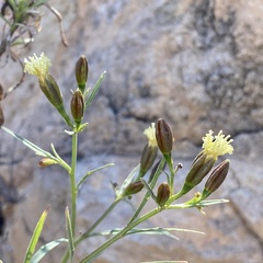 Porophyllum pausodynum