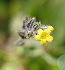 Myosotis persoonii