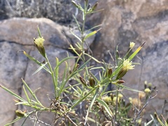 Porophyllum pausodynum