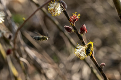 Unequal Cellophane Bee