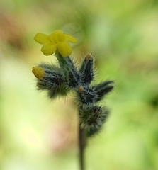 Myosotis persoonii