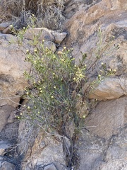 Porophyllum pausodynum