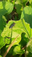 Phytoecia virgula