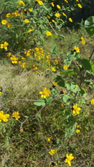 Simsia lagasceiformis