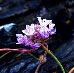 Armeria maritima maritima