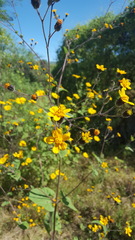 Simsia lagasceiformis