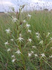Habenaria nyikana
