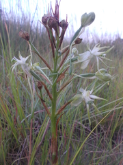 Habenaria nyikana