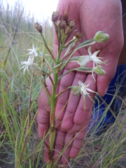 Habenaria nyikana