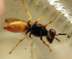 Philanthus triangulum diadema