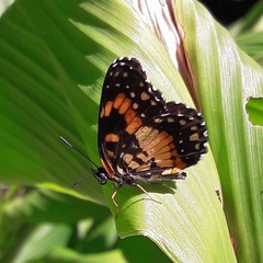 Chlosyne lacinia saundersi
