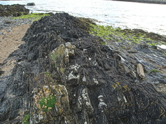 Armeria maritima maritima