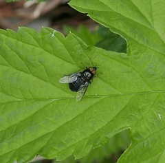 Odontomyia tigrina