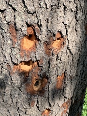Dryocopus