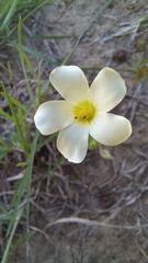Oxalis orthopoda