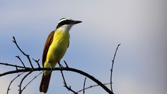 Pitangus sulphuratus