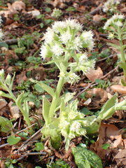 Petasites albus