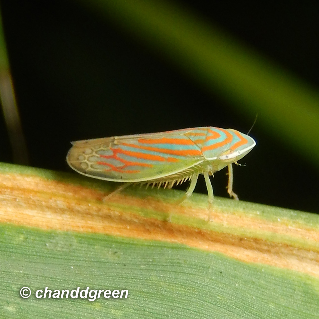 Linnavuoriella