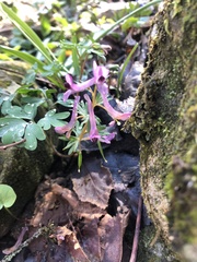 Corydalis paczoskii