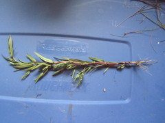 Lomatogonium rotatum