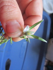 Lomatogonium rotatum