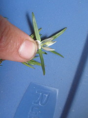 Lomatogonium rotatum