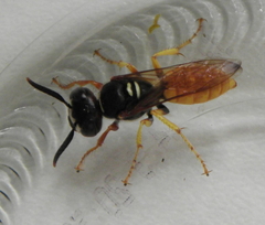Philanthus triangulum diadema