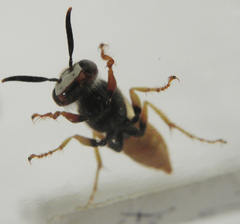 Philanthus triangulum diadema