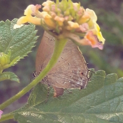 Parrhasius polibetes