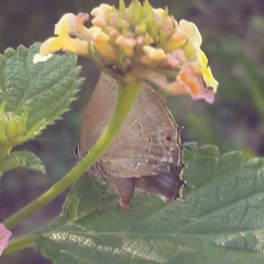 Parrhasius polibetes