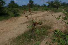 Polistes fastidiosus