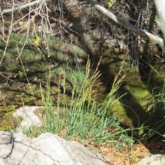 Carex ultra