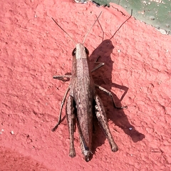 Amblytropidia robusta