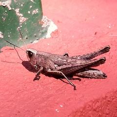 Amblytropidia robusta