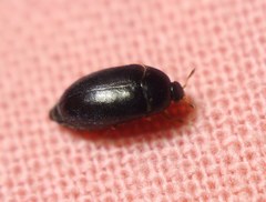 Attagenus unicolor