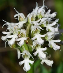 Neotinea conica