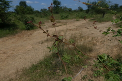Polistes fastidiosus