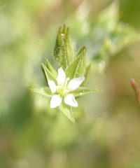 Sabulina tenuifolia