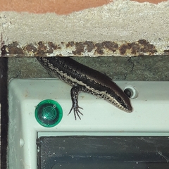 Notomabuya frenata